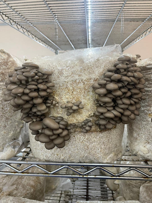 Fresh Grey Oyster Mushrooms