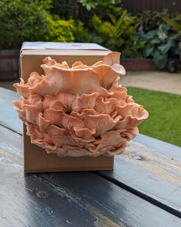 Pink Oyster Mushroom Grow Kit