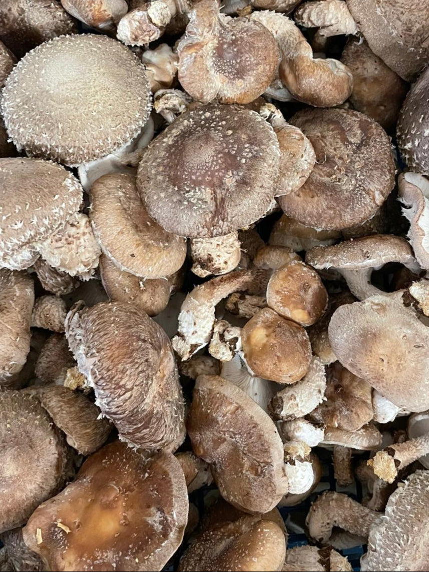 Mushroom Log Growing Workshop