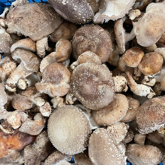 Shiitake Log Kit
