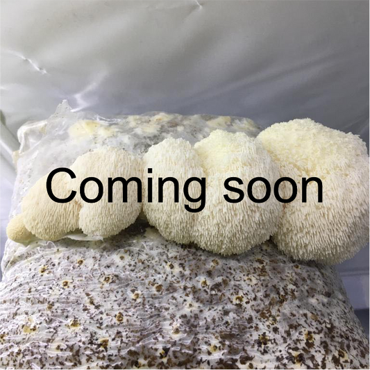 Lions Mane Mushroom Growing Kit (coming soon)