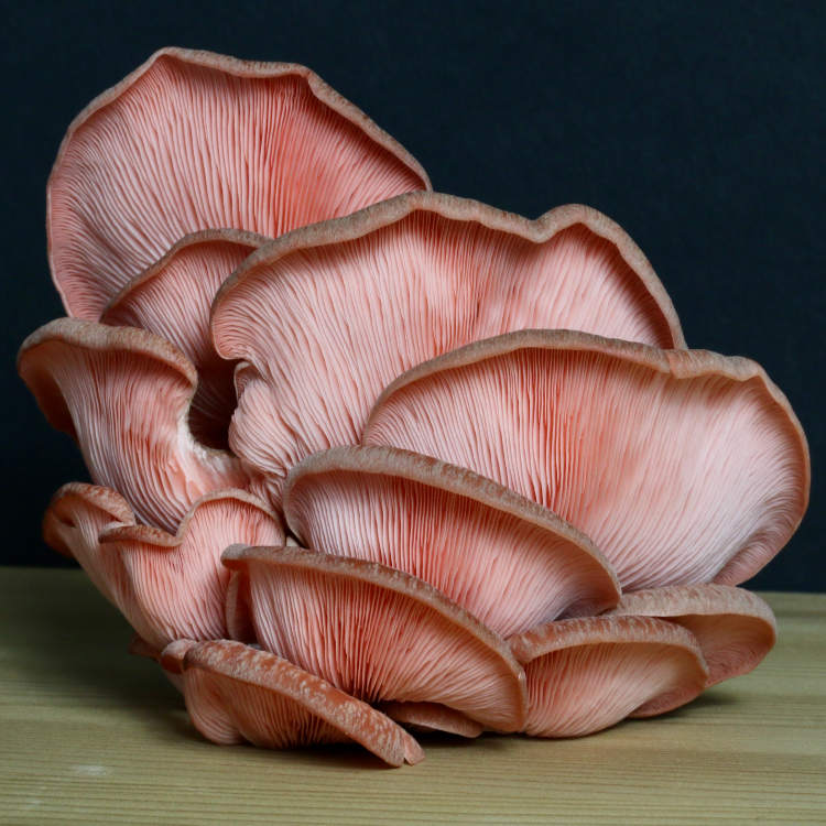 Pink Oyster Mushroom Grow Kit